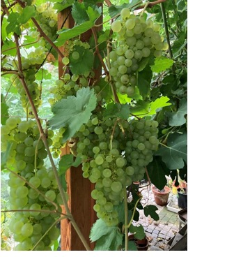 En bild som visar vindruvor, frukt, Vinblad, Frukt utan frön

Automatiskt genererad beskrivning