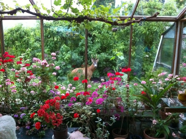 En bild som visar blomma, byggnad, krukväxt, blomkruka

Automatiskt genererad beskrivning