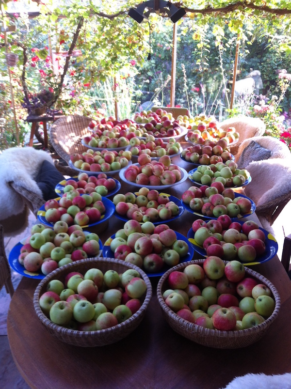 En bild som visar frukt, äpple, Närproducerat, Naturlig mat

Automatiskt genererad beskrivning