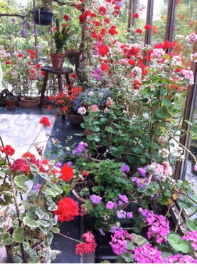 En bild som visar blomma, Annueller, krukväxt, trädgård

Automatiskt genererad beskrivning
